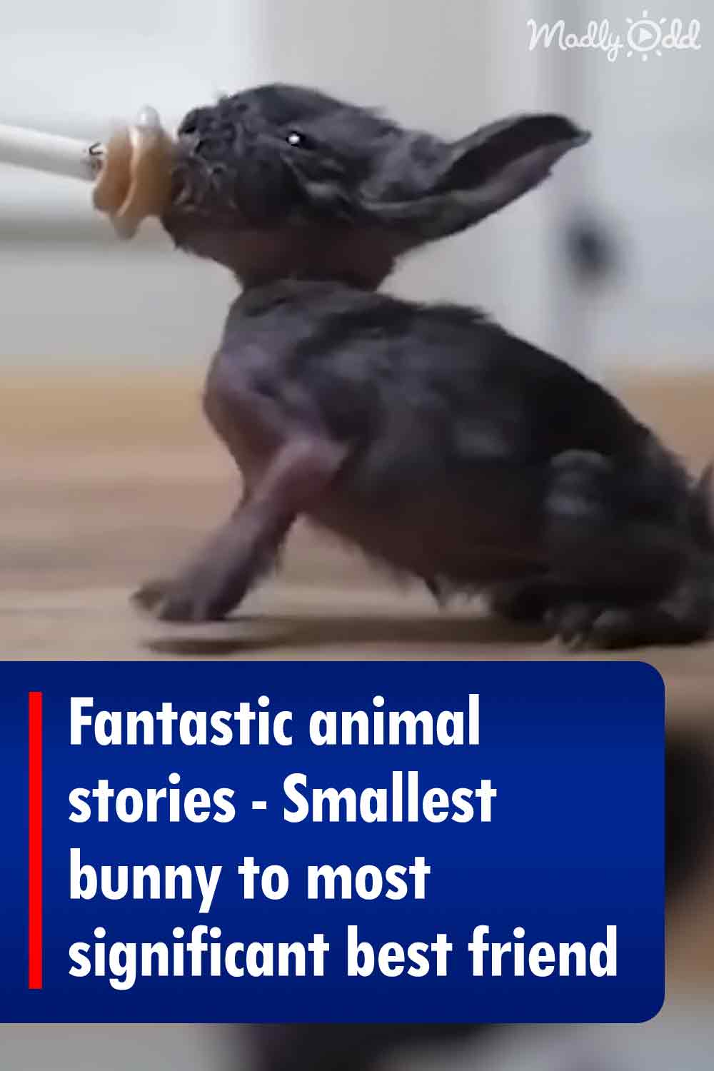 Fantastic animal stories - Smallest bunny to most significant best friend