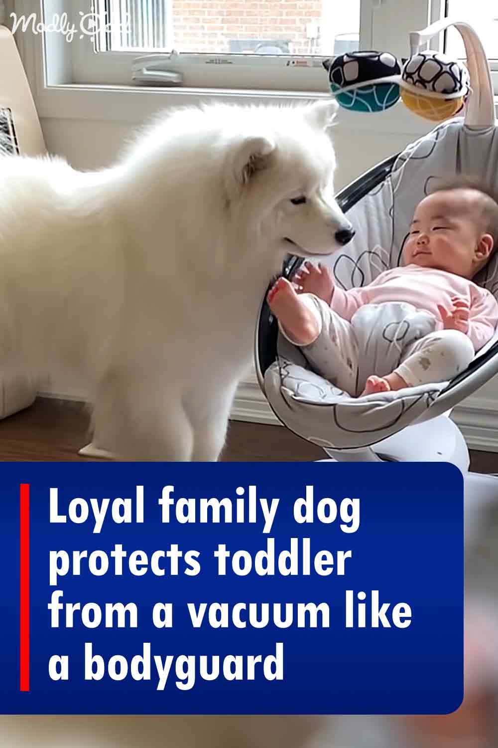 Loyal family dog protects toddler from a vacuum like a bodyguard