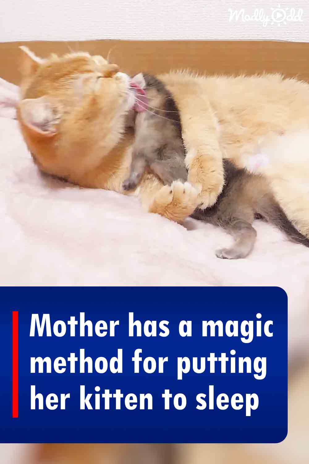 Mother has a magic method for putting her kitten to sleep