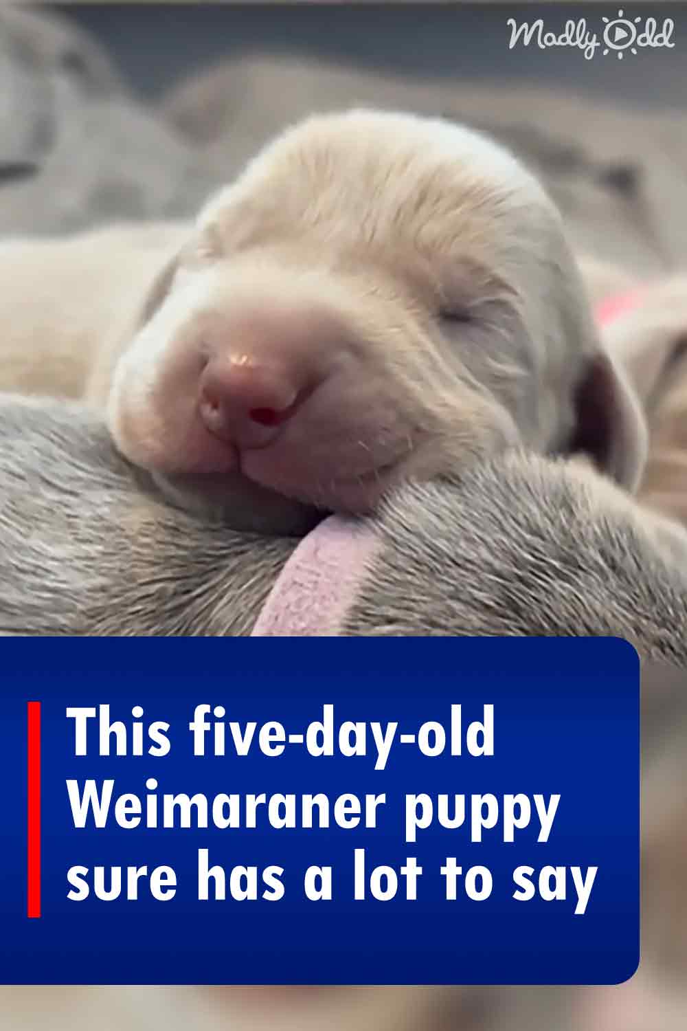 This five-day-old Weimaraner puppy sure has a lot to say