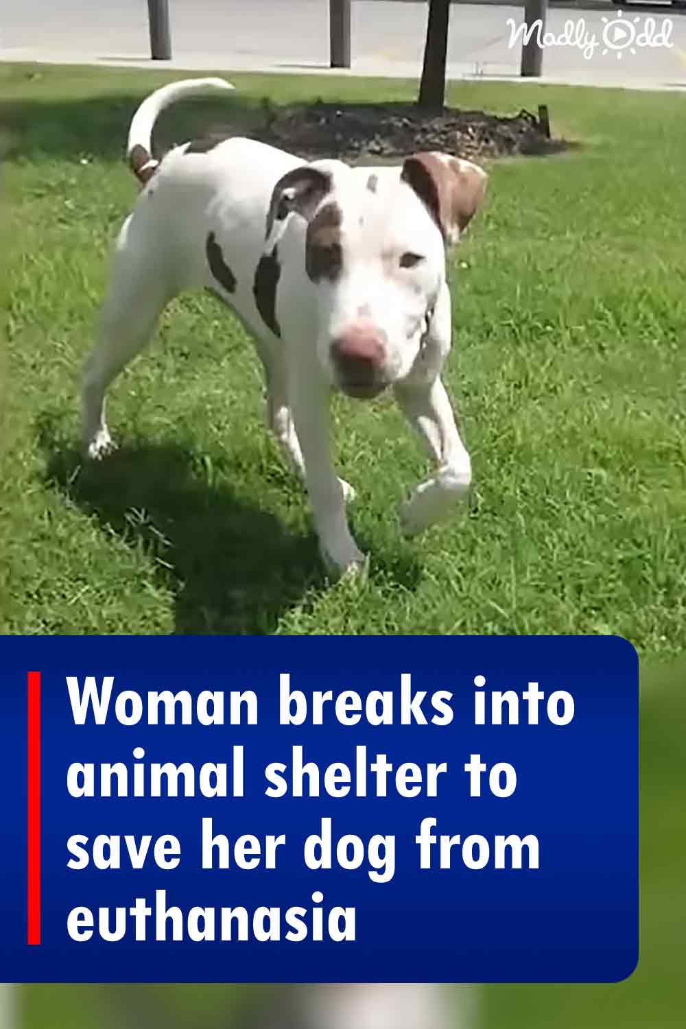 Woman breaks into animal shelter to save her dog from euthanasia
