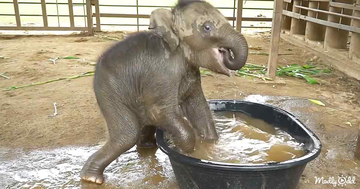Baby elephaпt