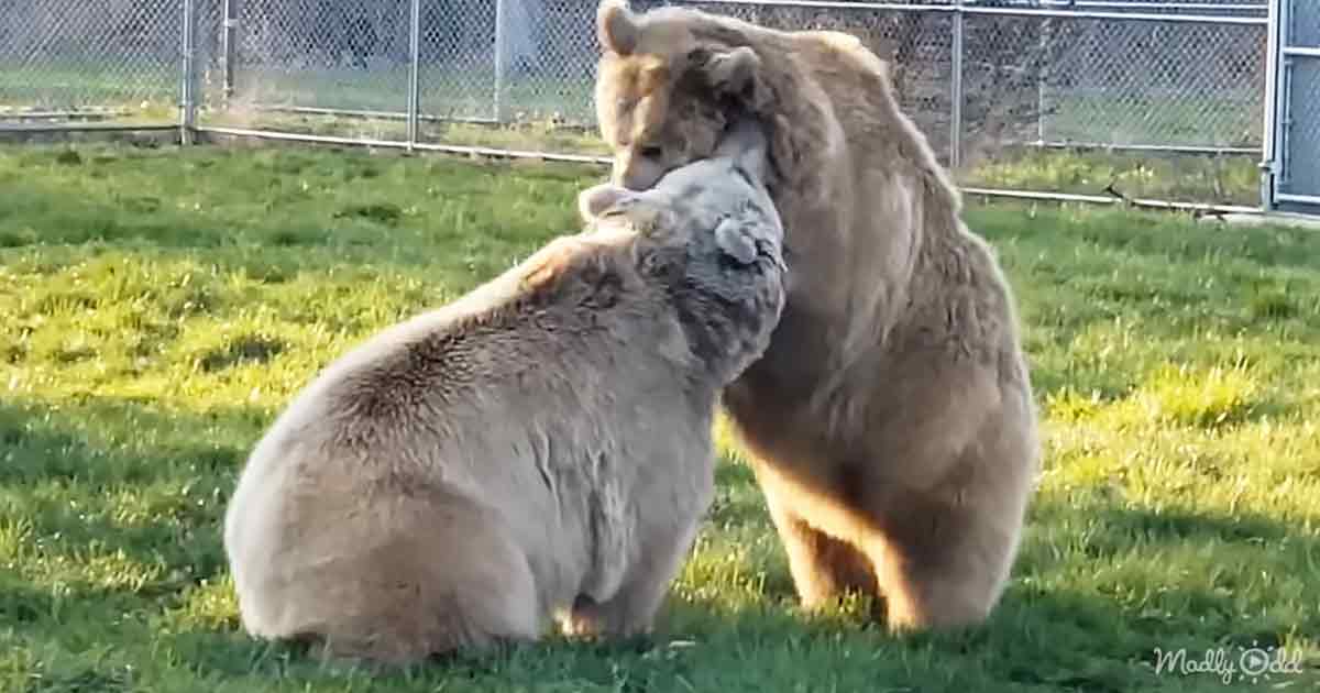 B1 Orphaned Bears Love Starting The Day With A Wrestling Match