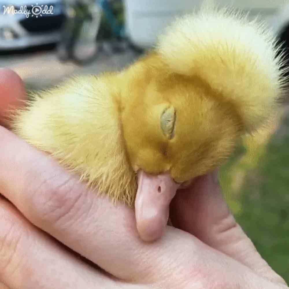 Special needs duck