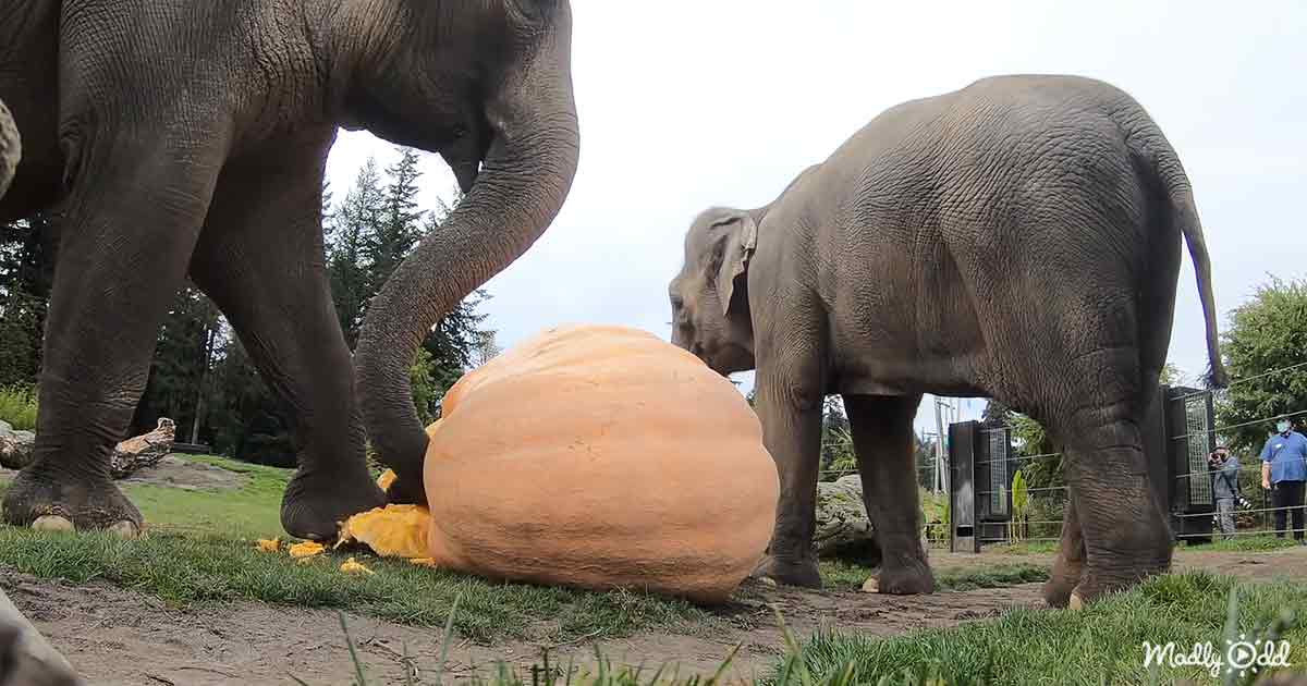 Elephants smashing pumpkins