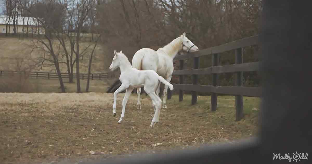 The white thoroughbred foal