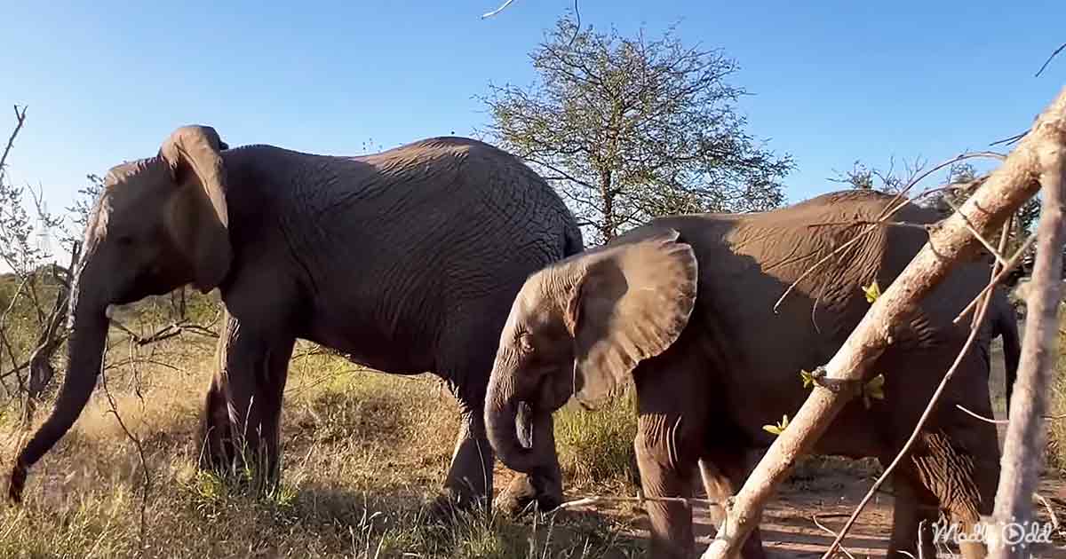 B3 Female Elephants Protect Baby Elephant From Roaming Lion