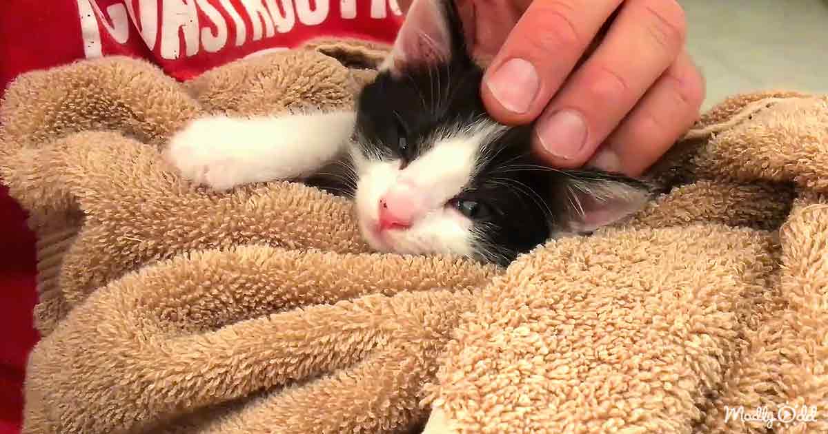 Rescued little kitten