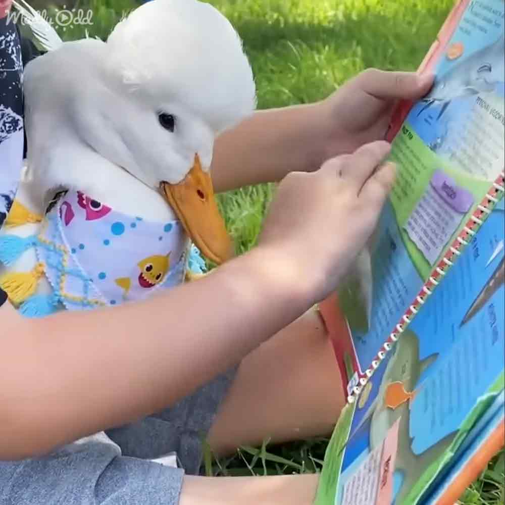 Special needs duck