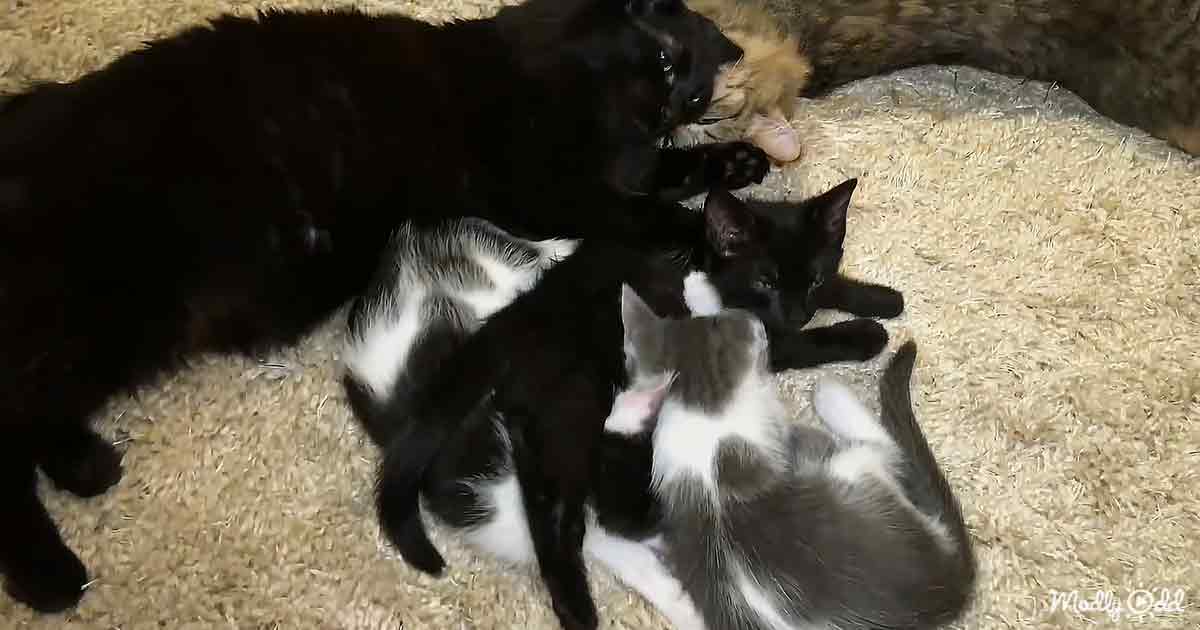 Rescued little kittens