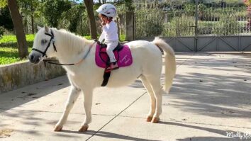 Toddler loves horse riding