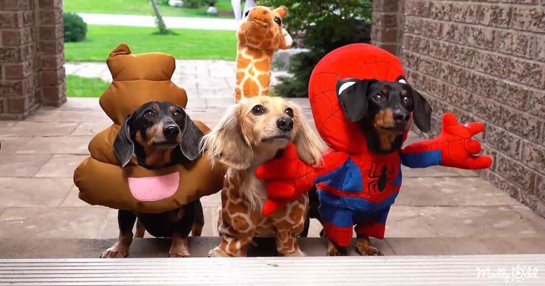 Wiener Dogs go Trick or Treating for Halloween mischief Madly Odd!