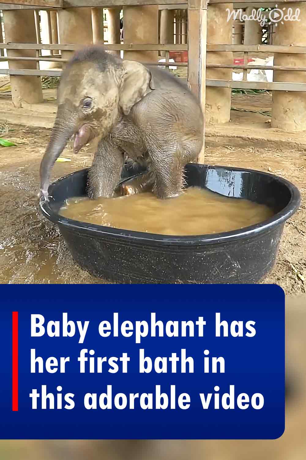 Baby elephant has her first bath in this adorable video