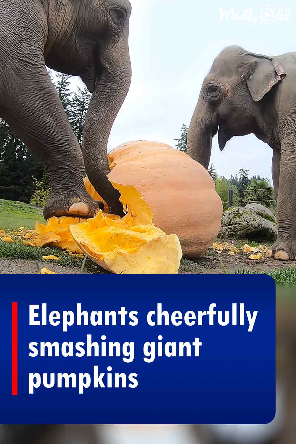 Elephants cheerfully smashing giant pumpkins