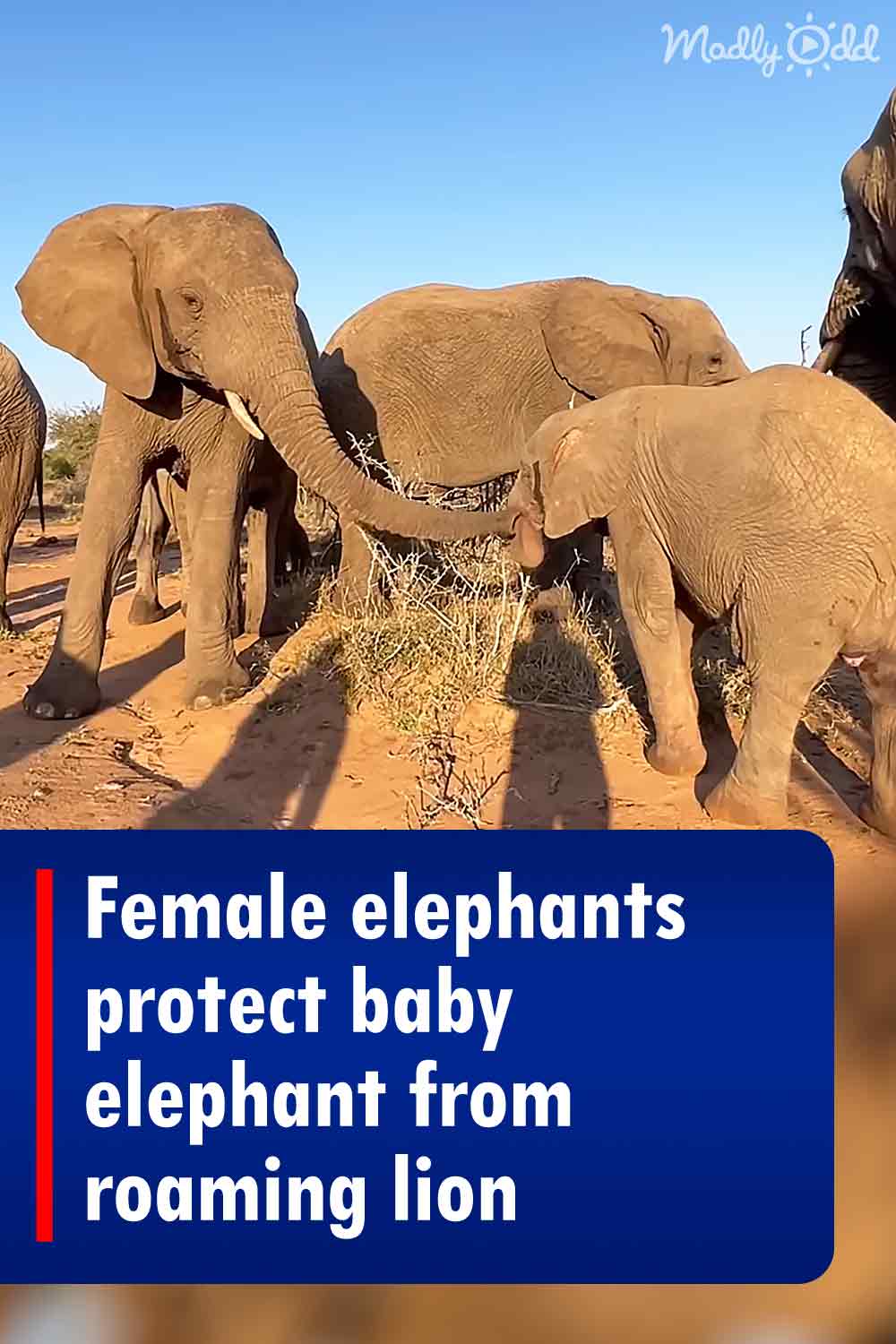 Female elephants protect baby elephant from roaming lion