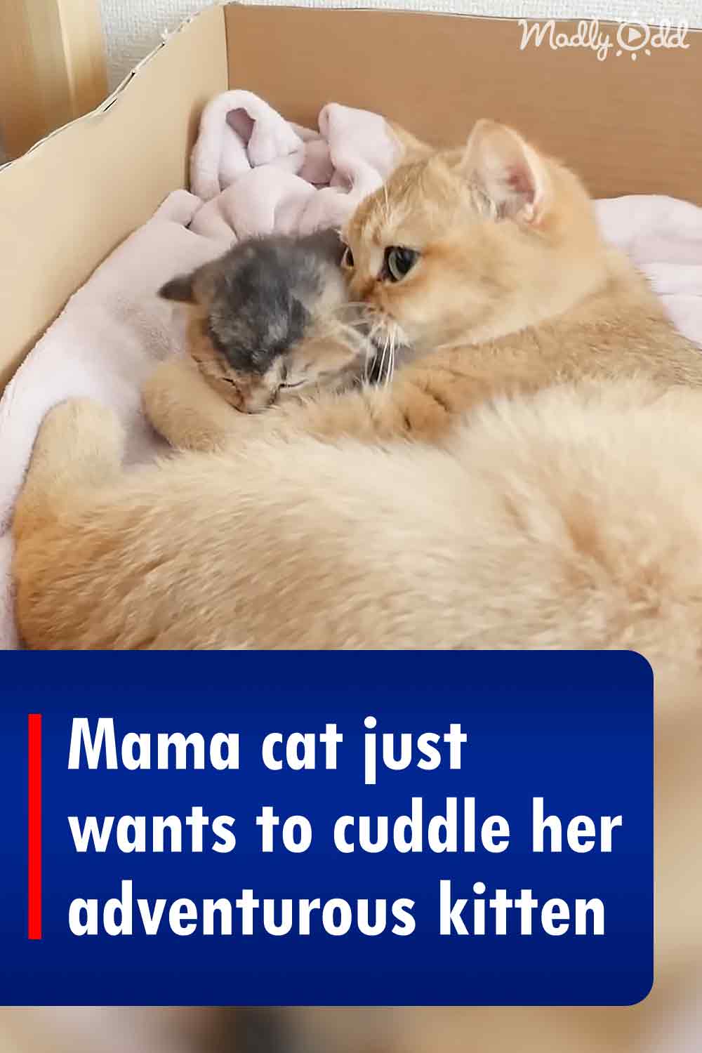 Mama cat just wants to cuddle her adventurous kitten