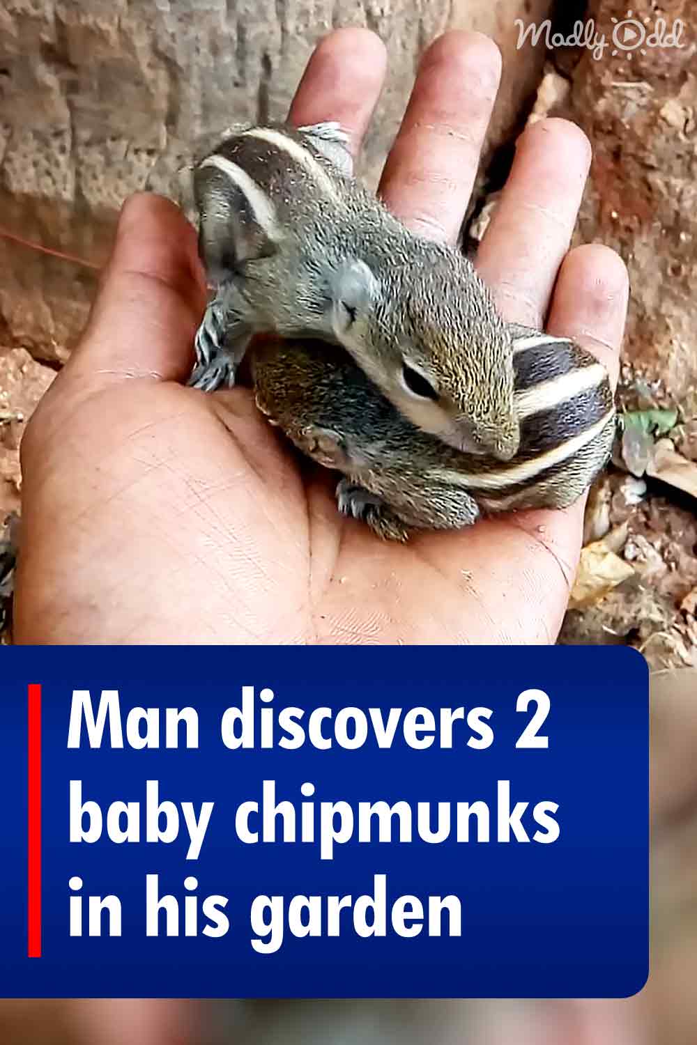 Man discovers 2 baby chipmunks in his garden