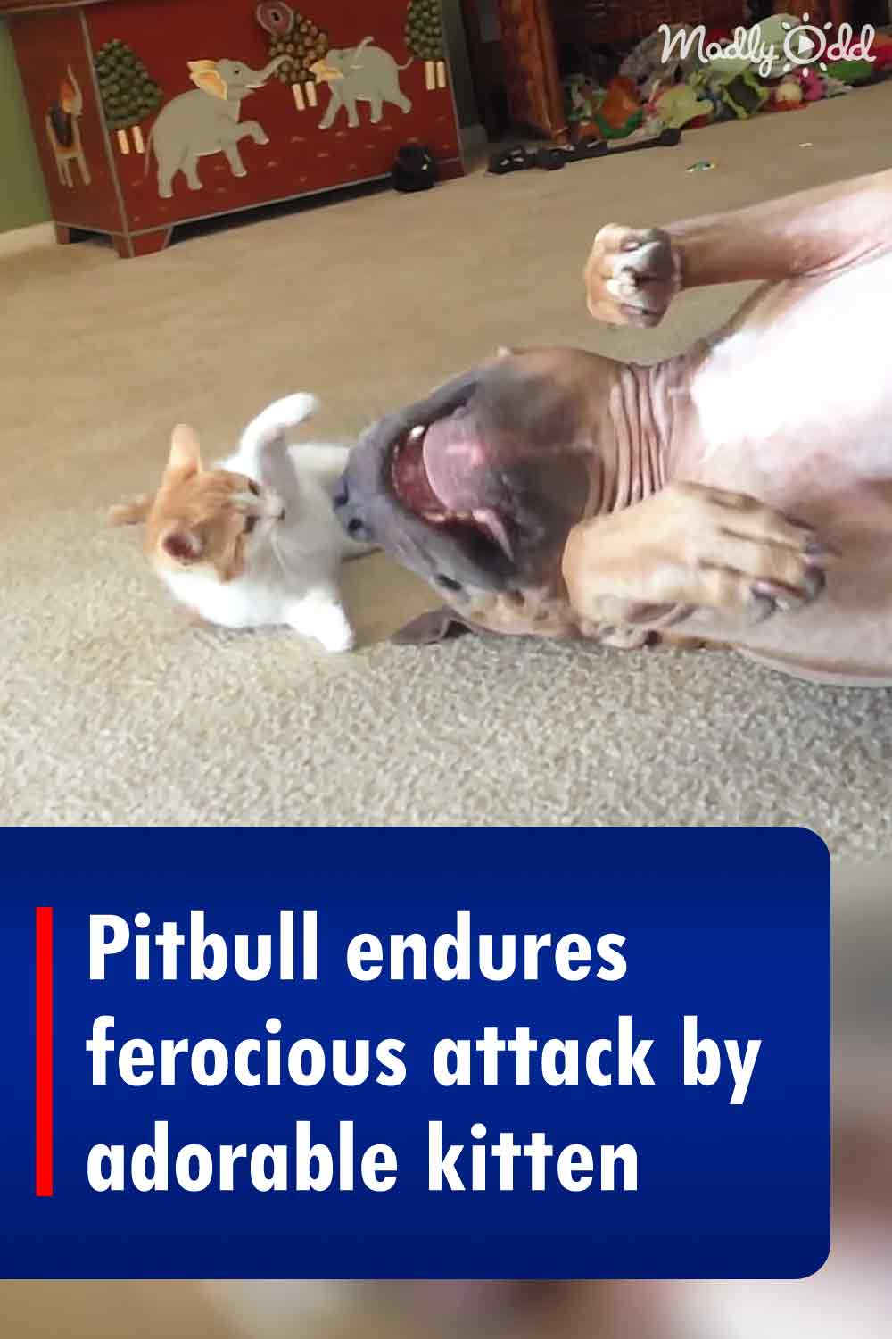Pitbull endures ferocious attack by adorable kitten