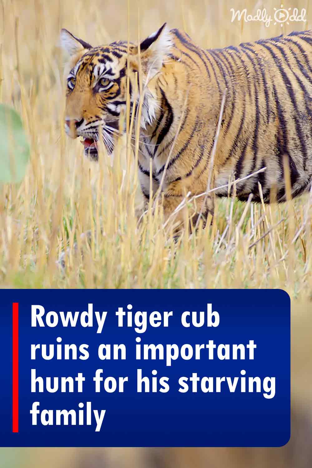 Rowdy tiger cub ruins an important hunt for his starving family