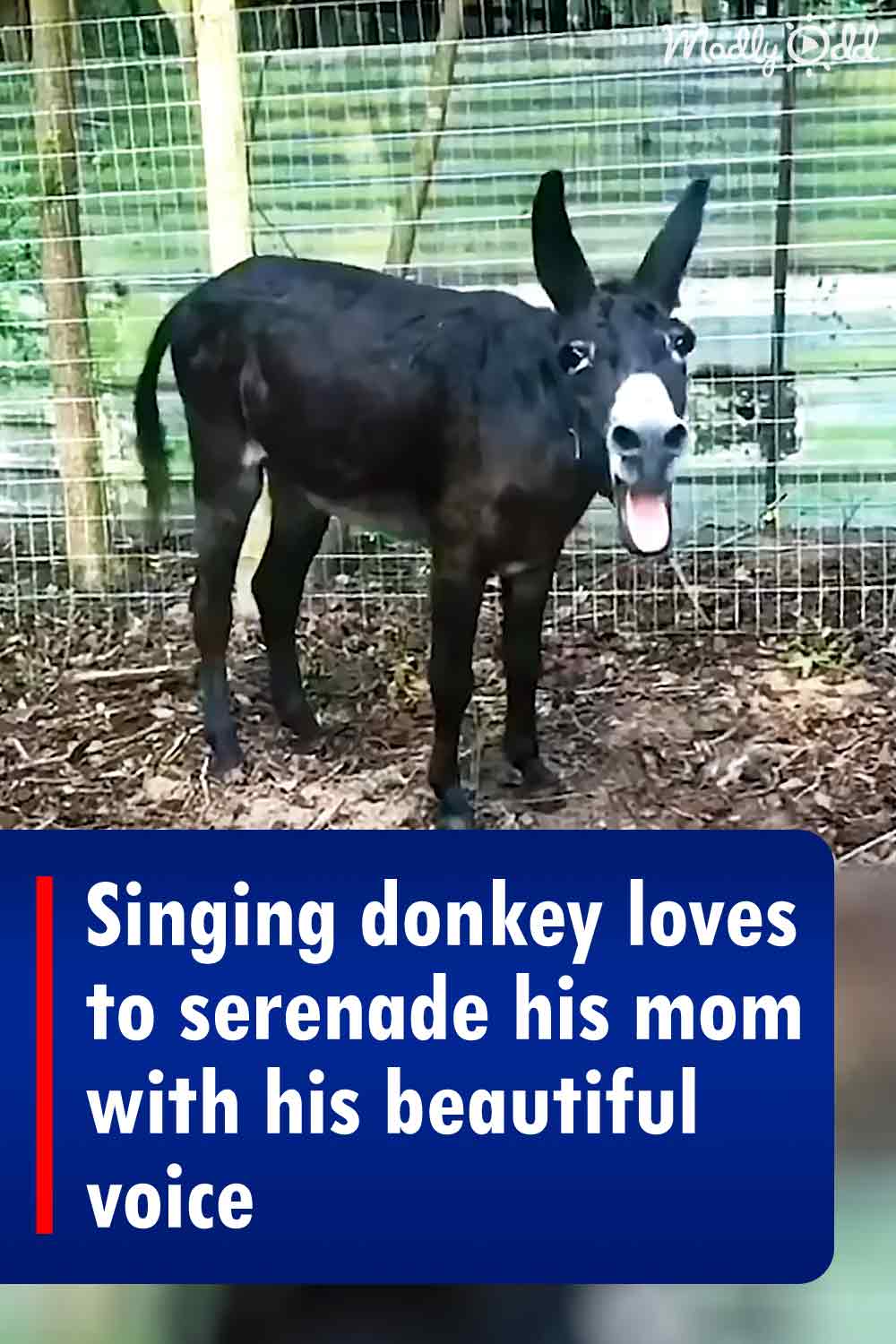 Singing donkey loves to serenade his mom with his beautiful voice