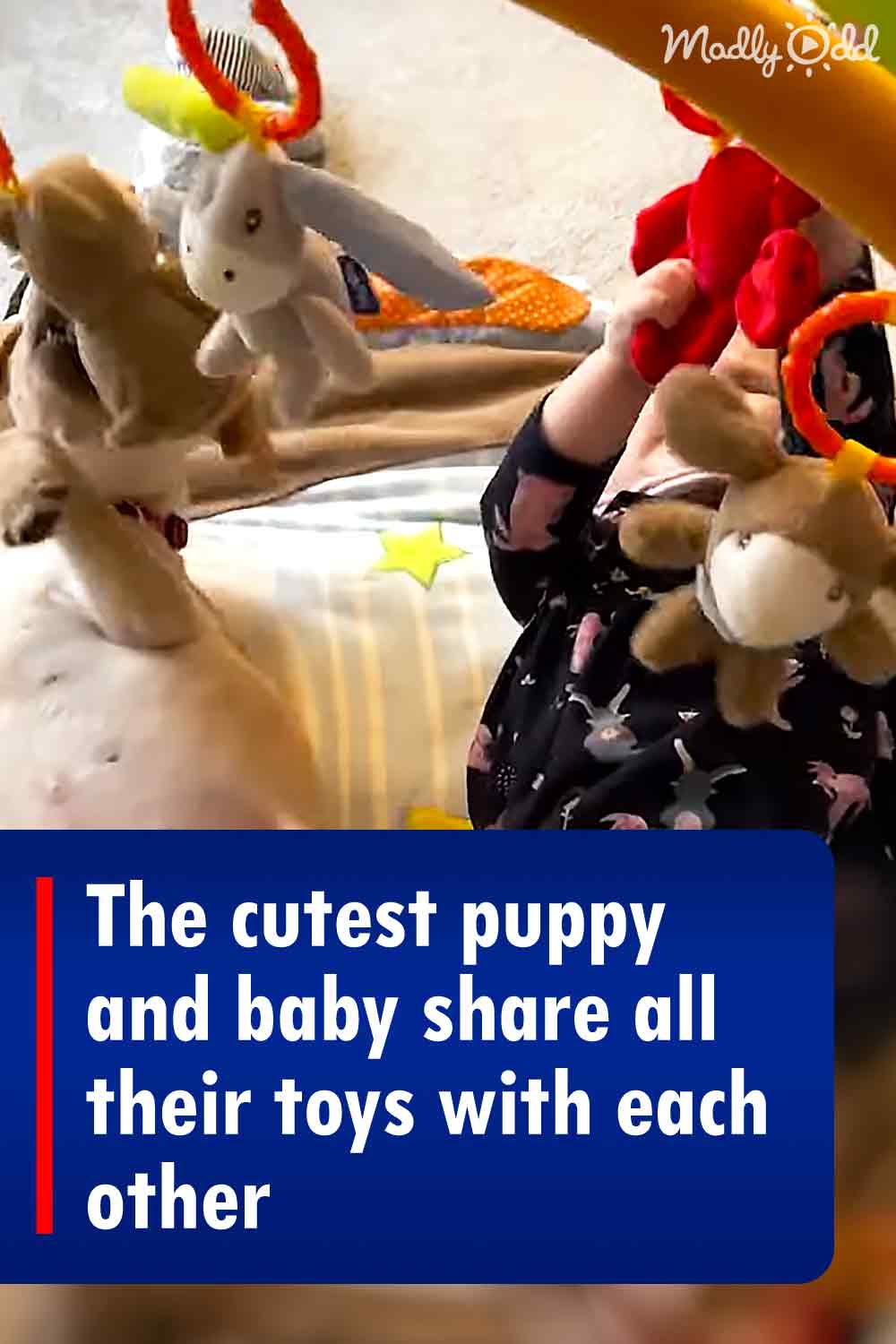 The cutest puppy and baby share all their toys with each other