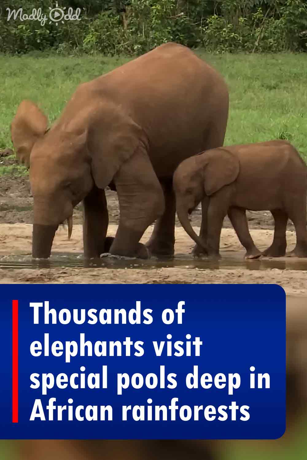 Thousands of elephants visit special pools deep in African rainforests