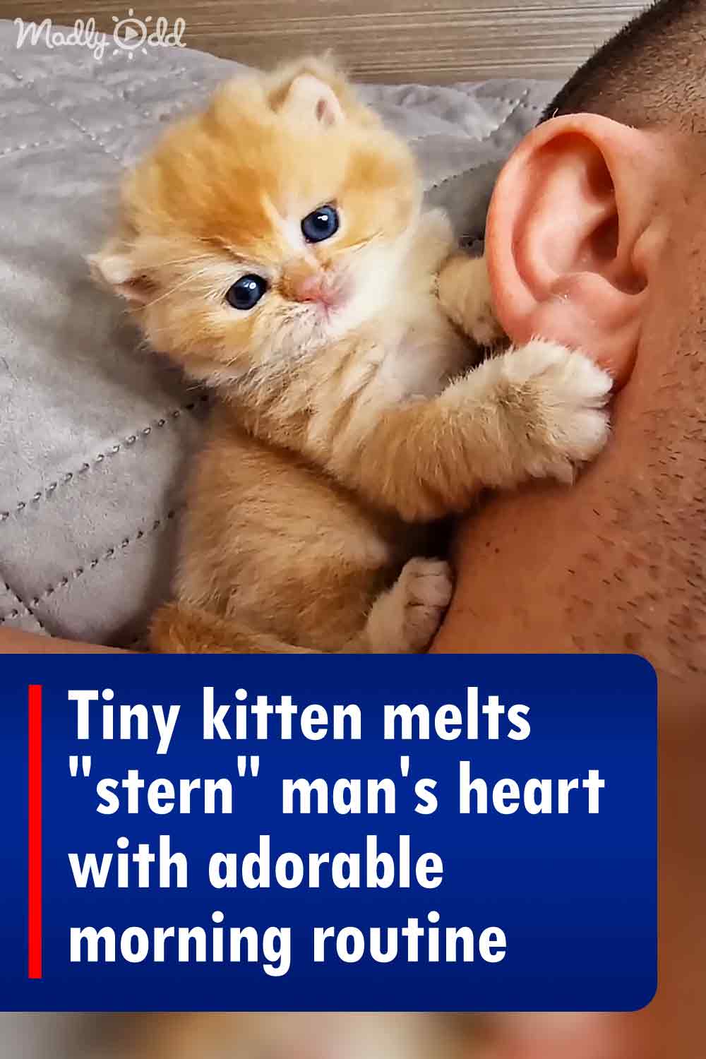 Tiny kitten melts \