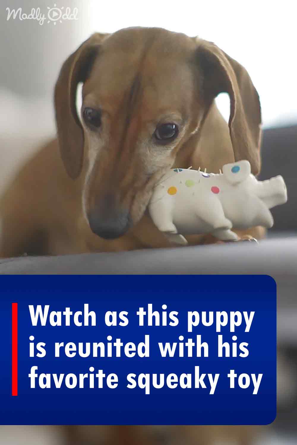 Watch as this puppy is reunited with his favorite squeaky toy