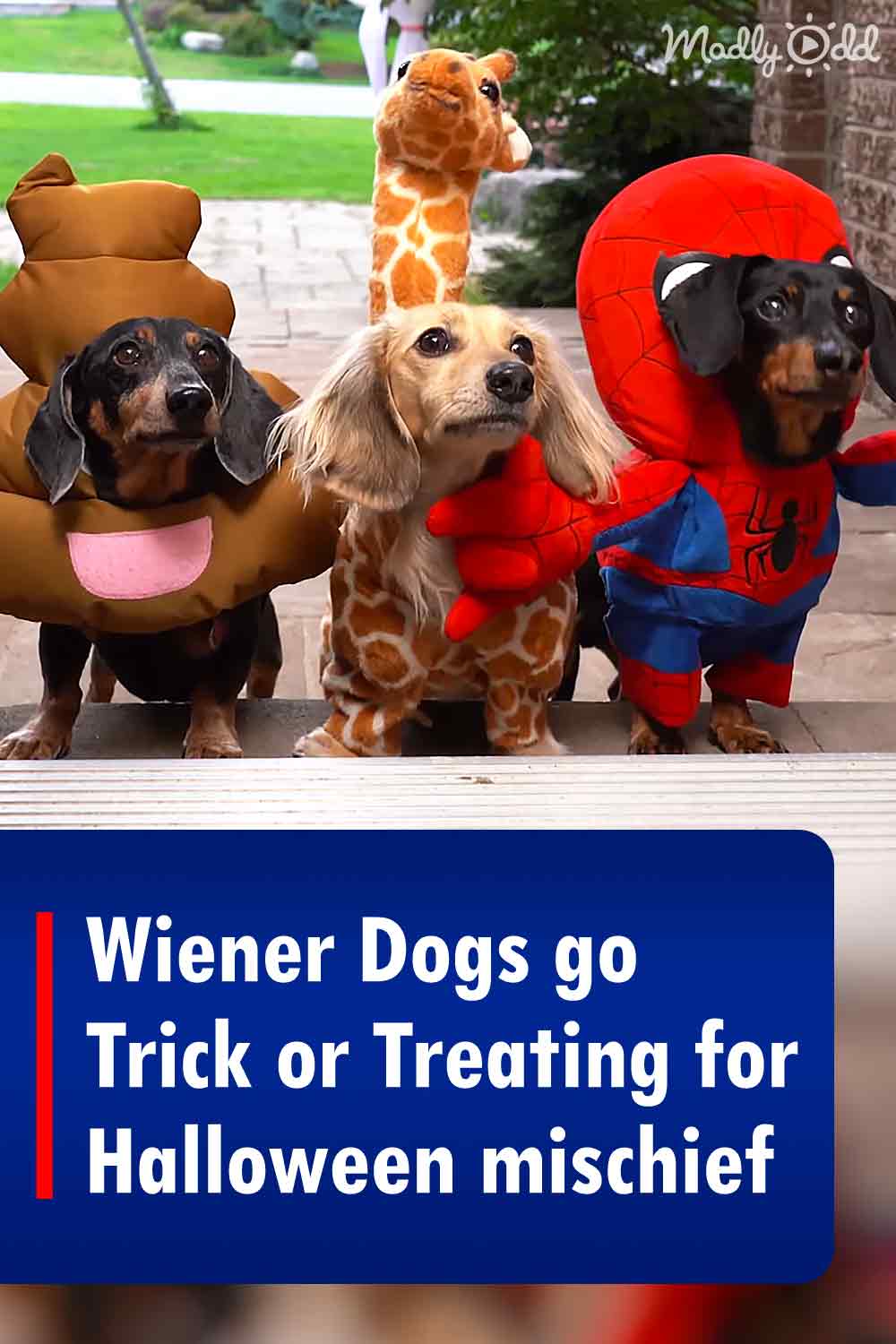 Wiener Dogs go Trick or Treating for Halloween mischief