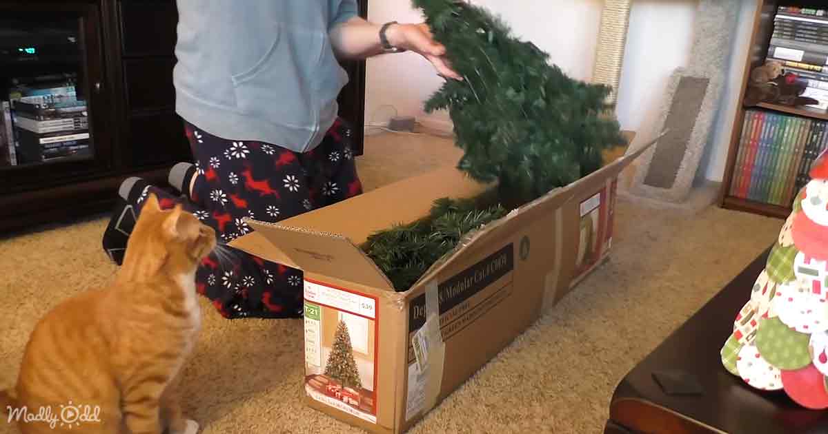 Cats and Christmas tree