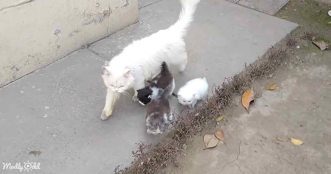 Mama cat needs help herding her kittens inside Madly Odd!