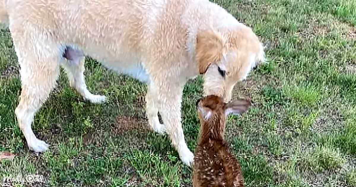 Golden Doodle rescues fawn