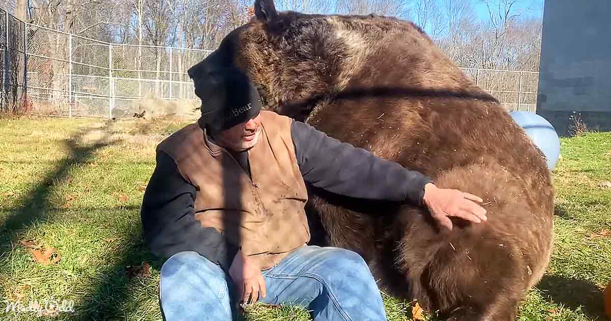Orphaned Kodiak bear