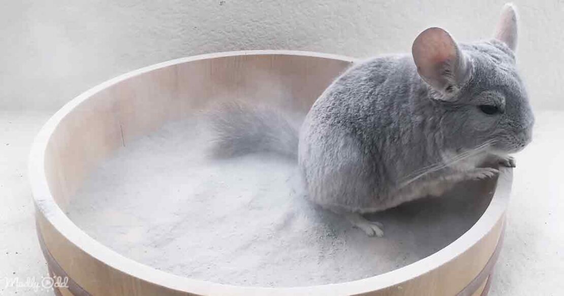 Words are unable to describe Chinchilla’s mesmerizing dust bath routine
