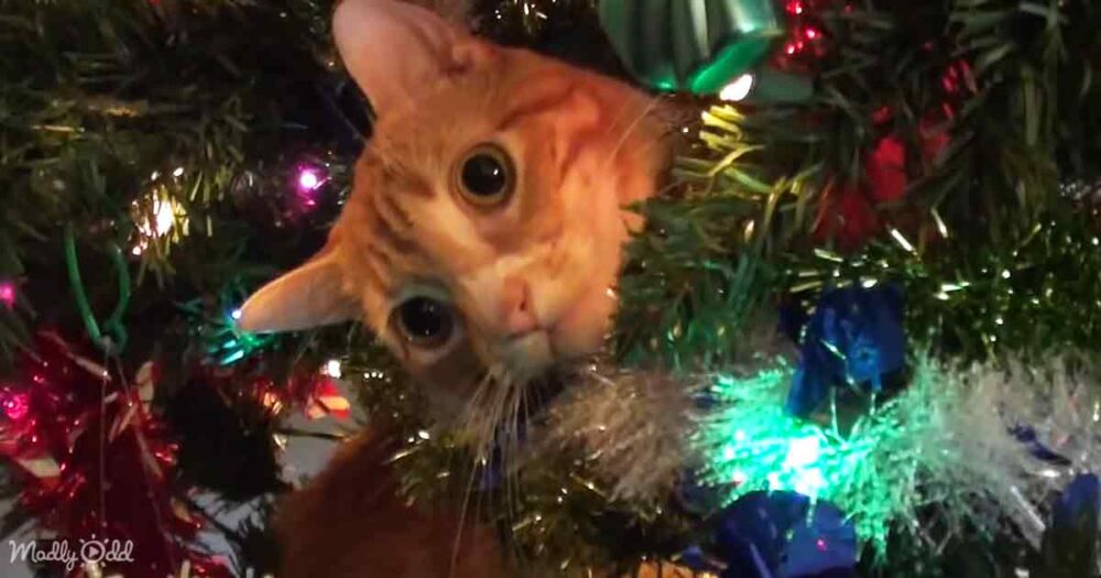 Cats and Christmas tree