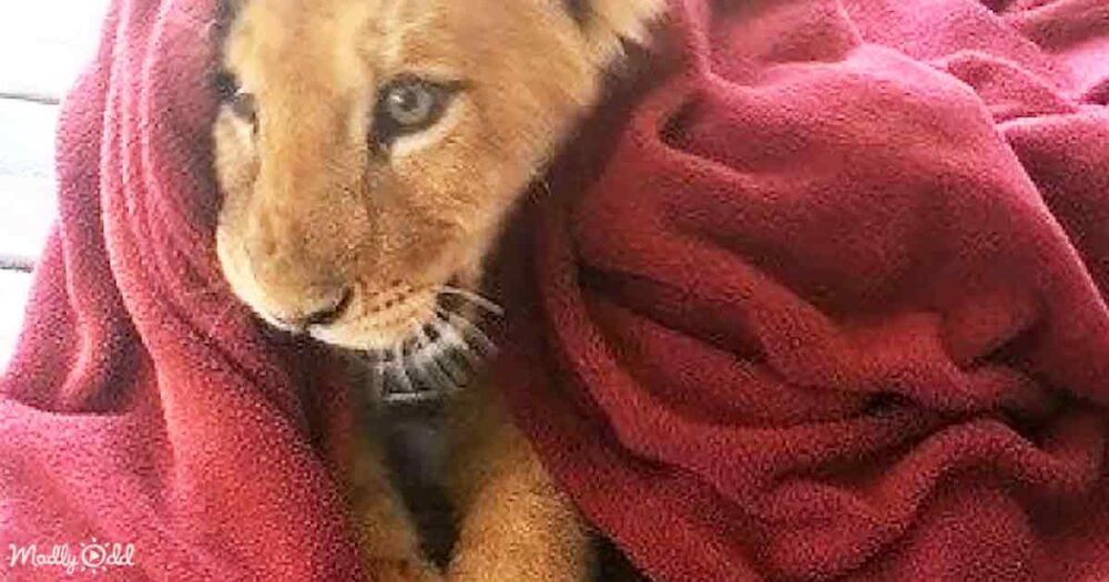 Rescued baby lion can’t sleep without favorite blanket even now as an