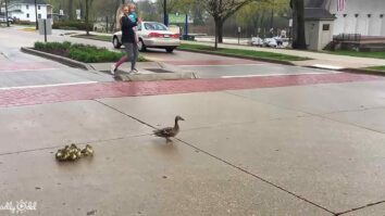 Baby ducks crossing road