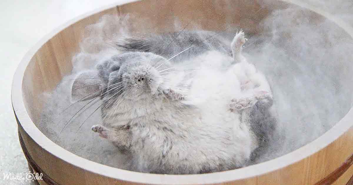 Words are unable to describe Chinchilla’s mesmerizing dust bath routine