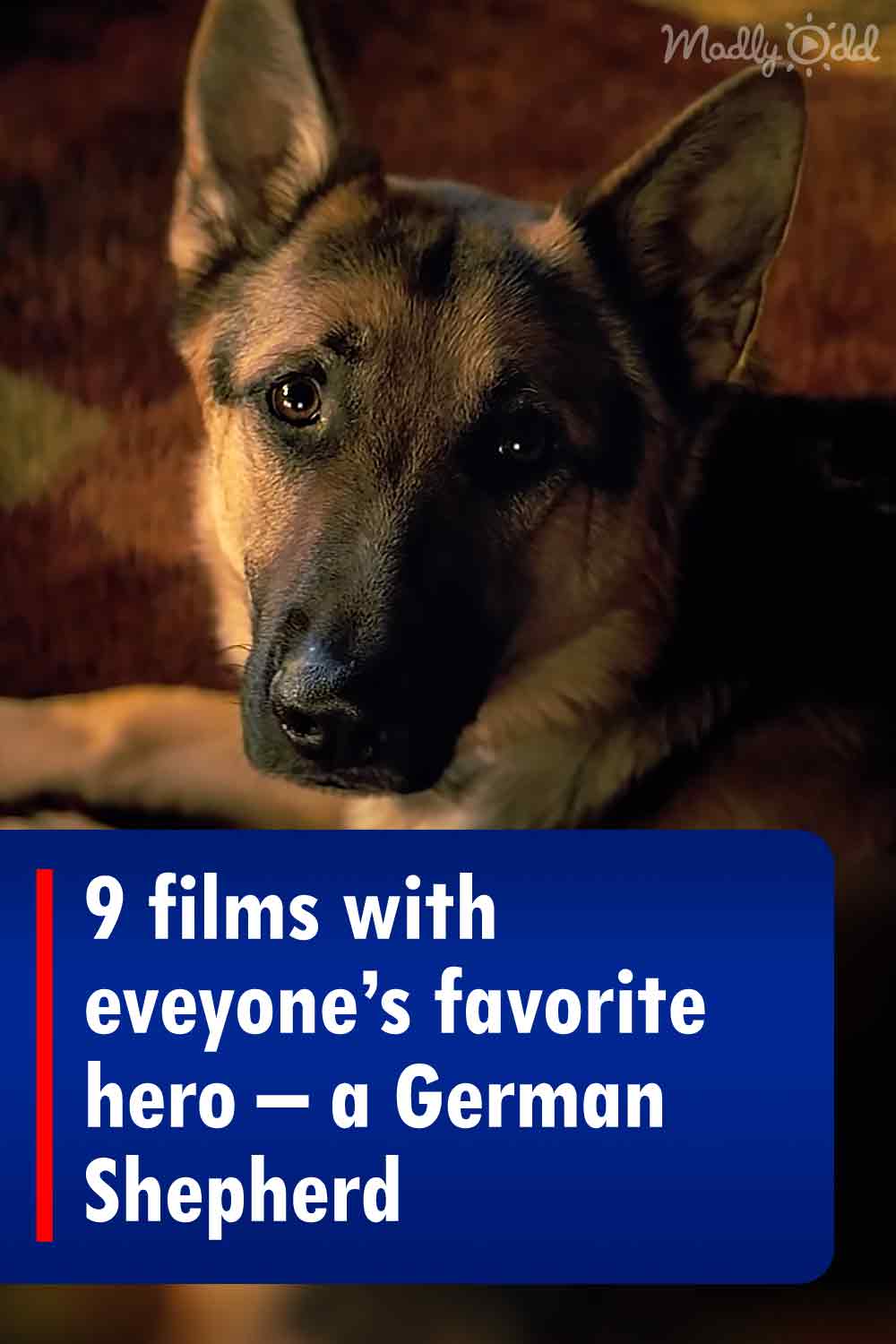 9 films with eveyone’s favorite hero – a German Shepherd