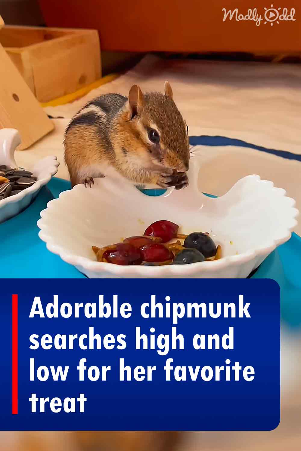 Adorable chipmunk searches high and low for her favorite treat