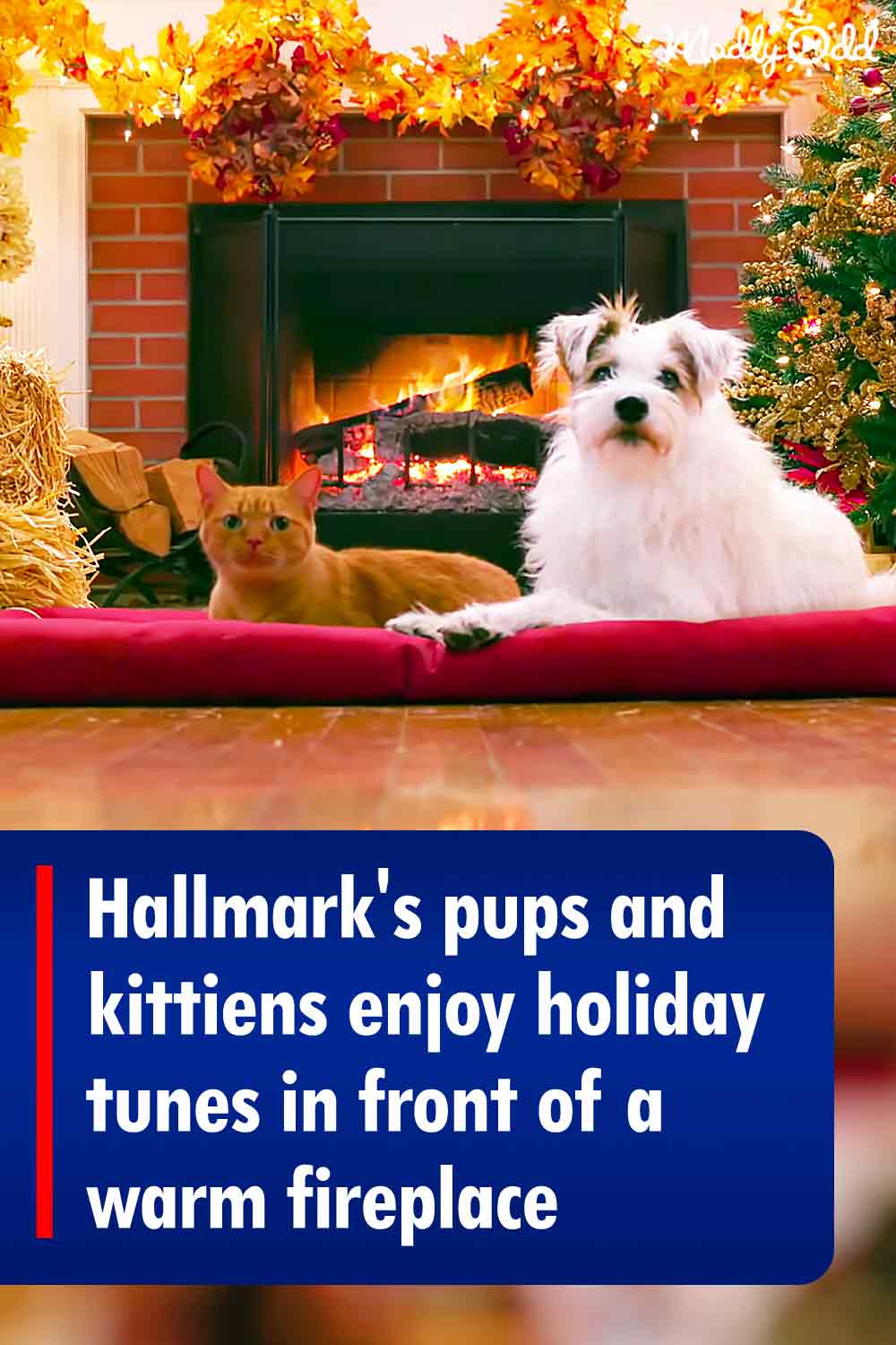 Hallmark\'s pups and kittiens enjoy holiday tunes in front of a warm fireplace