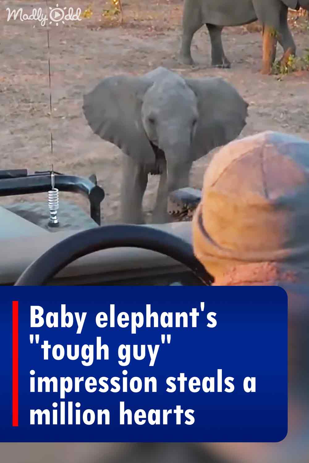 Baby elephant\'s \