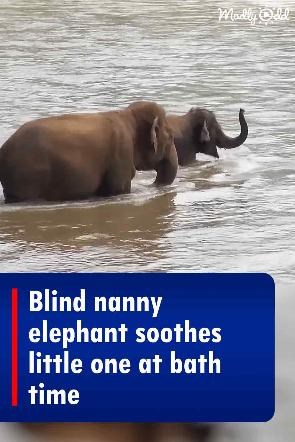 Blind nanny elephant soothes little one at bath time