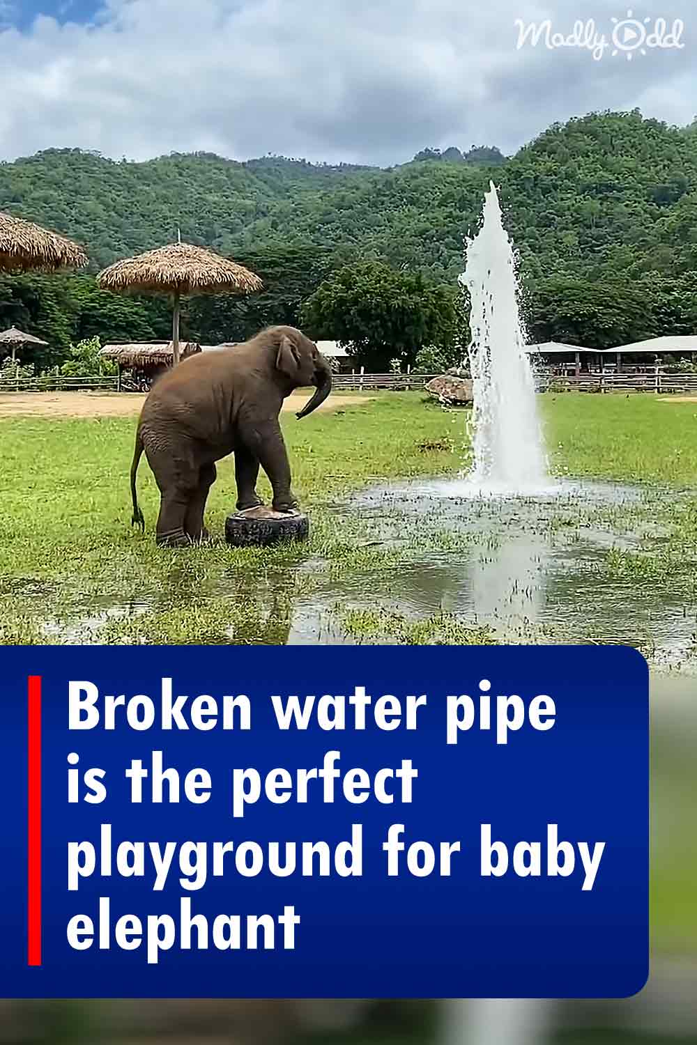 Broken water pipe is the perfect playground for baby elephant