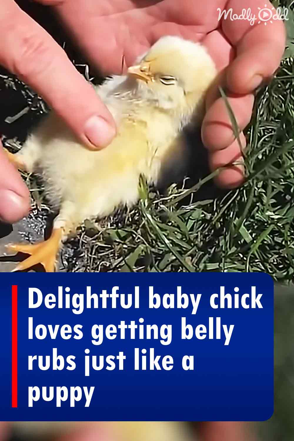 Delightful baby chick loves getting belly rubs just like a puppy