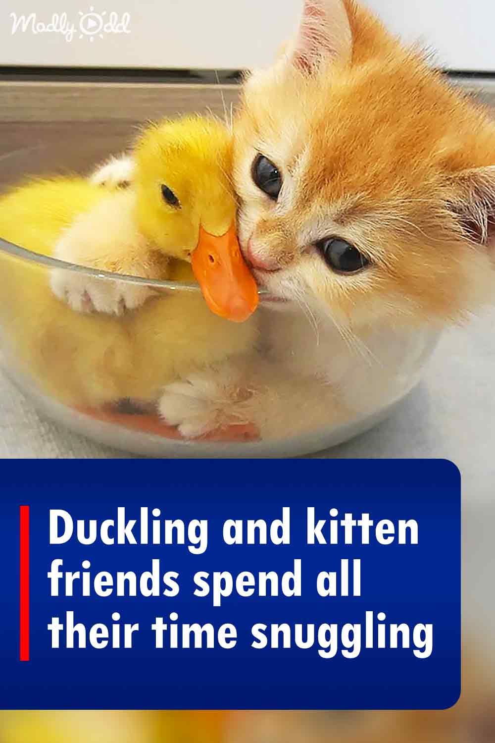 Duckling and kitten friends spend all their time snuggling