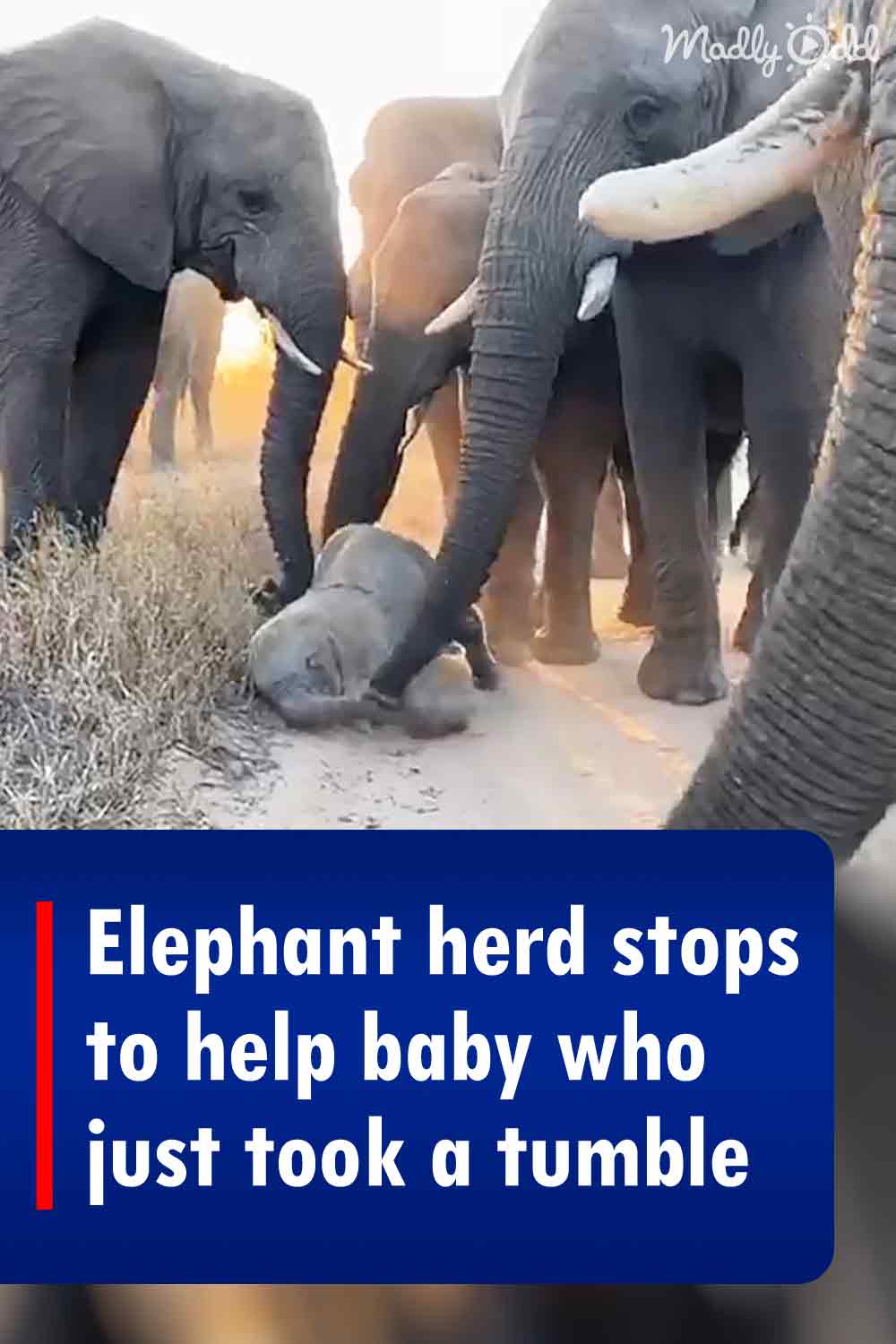 Elephant herd stops to help baby who just took a tumble