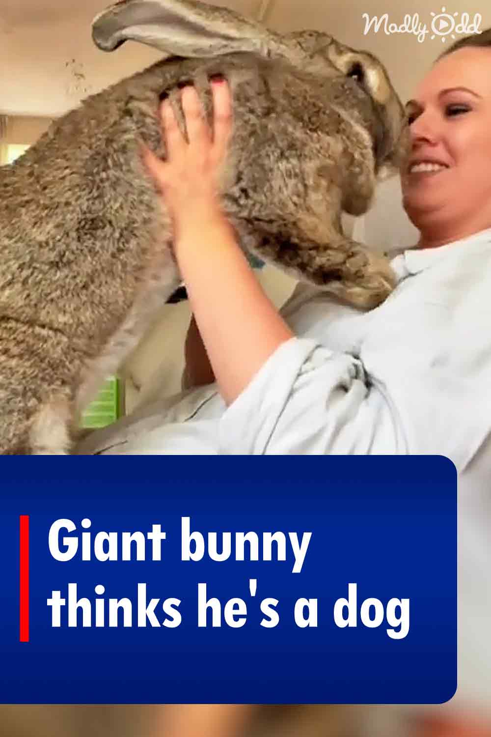 Giant bunny thinks he\'s a dog