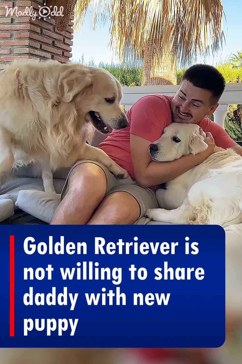 Golden Retriever is not willing to share daddy with new puppy