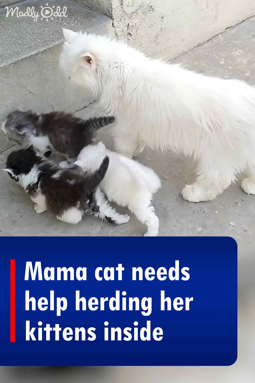 Mama cat needs help herding her kittens inside